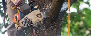 Best Tree Maintenance Programs  in Gold Canyon, AZ