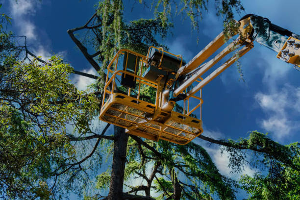 Best Hazardous Tree Removal  in Gold Canyon, AZ